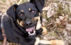 Hund Mia glücklich vermittelt