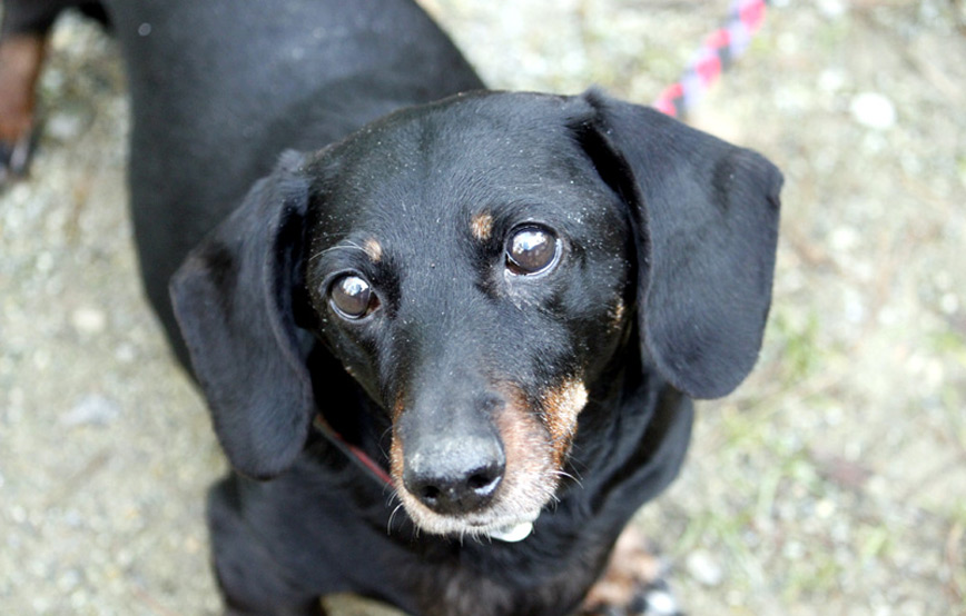 Hund-Nelly-trauriges Wir werden dich nie vergessen Manni