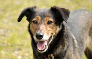 Hund Nora glücklich vermittelt