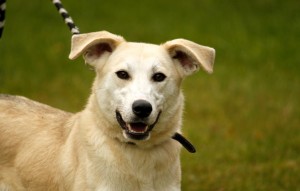 Hund Pasia glücklich vermittelt