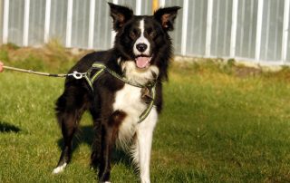 Hund Pino glücklich vermittelt