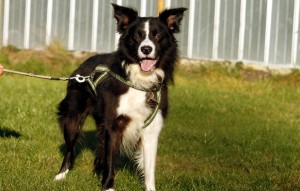 Hund Pino glücklich vermittelt