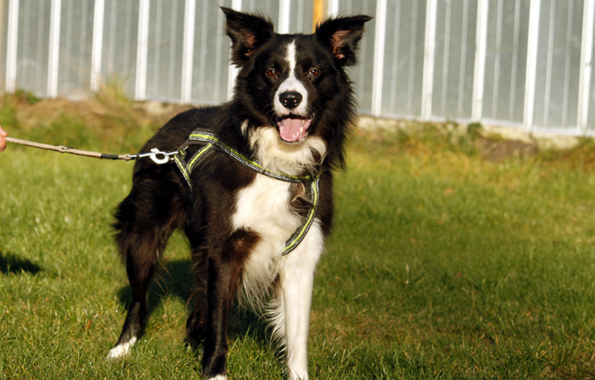 Hund-Pino-glücklich-vermittelt Zuhause gefunden - Tierschutzliga Dorf