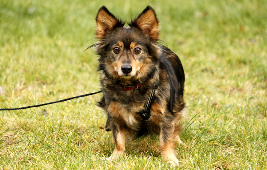 Hund-Susi-glücklich-vermittelt Hausmeister gesucht im Tierschutzliga-Dorf