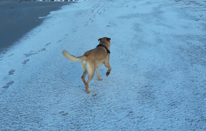 Hund-Tola-auf-der-urlaubsinsel Rückmeldung von Nathans neuer Familie