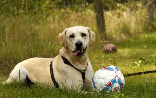 Hund Tyson glücklich vermittelt