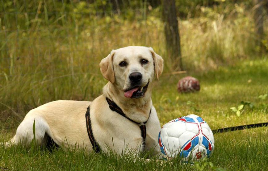 Hund-Tyson-glücklich-vermittelt Zuhause gefunden - Tierschutzliga Dorf