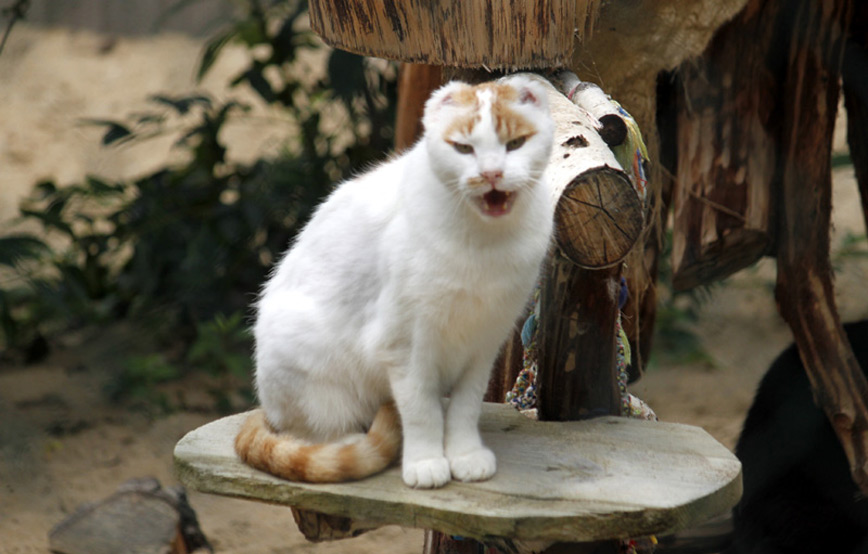 Katze-Flori-glücklich-vermittelt Zuhause gefunden - Tierschutzliga Dorf