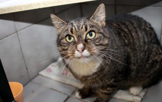 Katze Henriette glücklich vermittelt