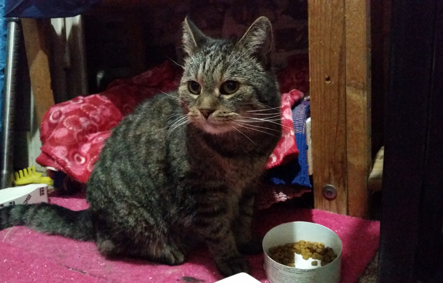 Katze Krümel beim fressen