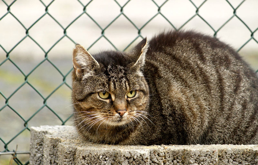 Katze-Marnie-glücklich-vermittelt Zuhause gefunden - Tierschutzliga Dorf