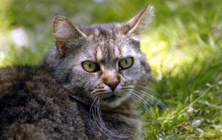 Katze Puschelchen glücklich vermittelt
