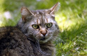 Katze Puschelchen glücklich vermittelt