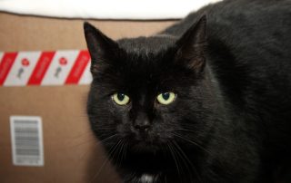 Katze Ricky glücklich vermittelt