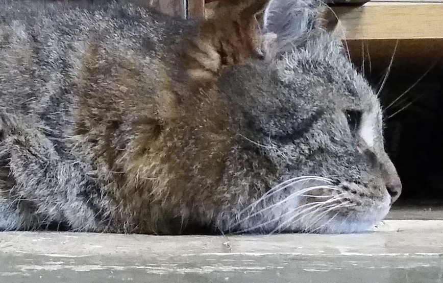 Katze-krümel-träumt-auf-dem-boden Viele Grüße von Krümel