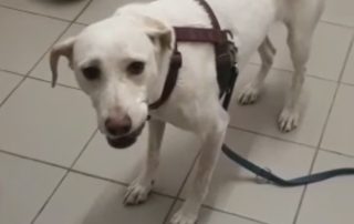 glücklicher hund piper tagebuch tag14