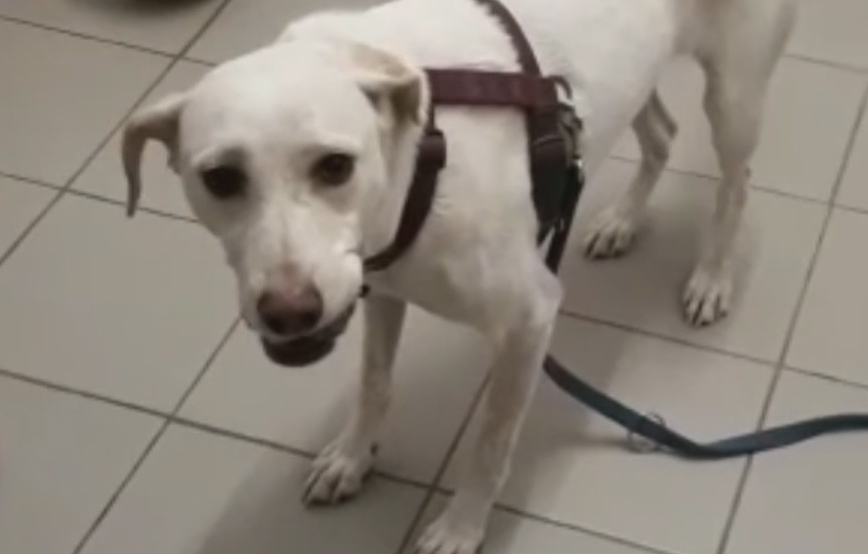 glücklicher hund piper tagebuch tag14