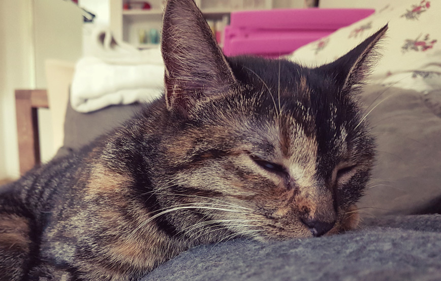 katze schläft gleich ein