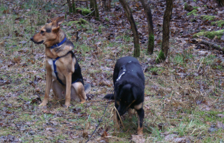 zwei-hunde-im-wald Alus & Mia - unzertrennlich