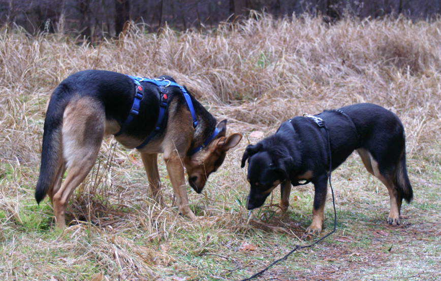 zwei-hunde-schnüffeln-im-gras Alus & Mia - unzertrennlich