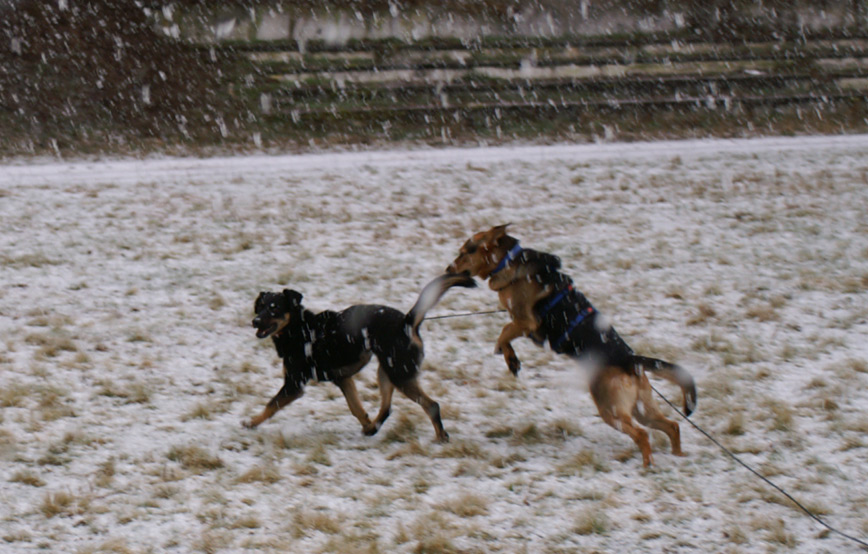 zwei-hunde-spielen-im-schnee Amelie - kleiner Wirbelwind und Schmusemiez - Update