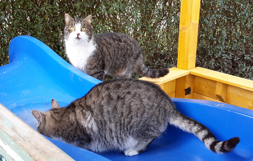 zwei-katzen-spielen-mit-wasser Sina hat ihr Rudel gefunden