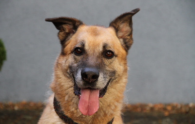 balou-malinois-mix-bückeburg-beitragsbild Hund Balou sucht ein Zuhause oder Paten