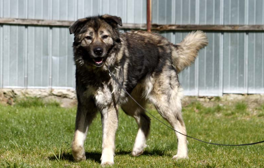 beitragsbild-anka-glücklich-vermittelt Hausmeister gesucht im Tierschutzliga-Dorf