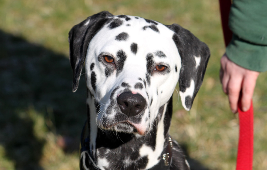 anton glücklich vermittelt