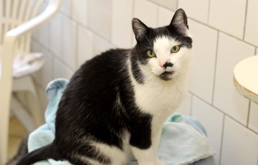 beitragsbild bryan glücklich vermittelt