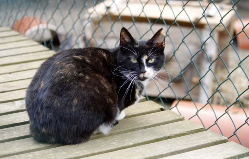 beitragsbild chrissie glücklich vermittelt