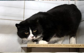 frieda glücklich vermittelt