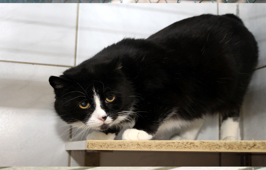 frieda glücklich vermittelt