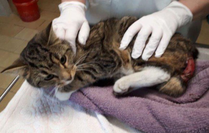 beitragsbild hermann kater rückläufer suche