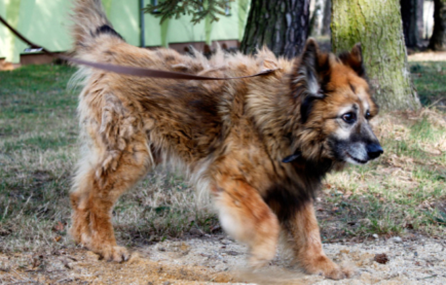 beitragsbild-herzberg-veterinaeramt-geschlossen-otto Weihnachtspate werden und unseren Tierheimen helfen