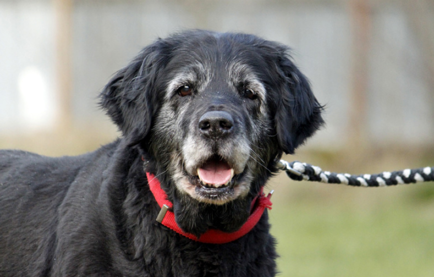 hummel glücklich vermittelt