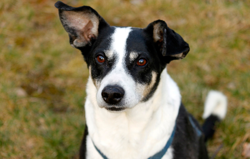 beitragsbild-hund-awa-tierschutzliga-dorf Zuhause gefunden - Tierschutzliga Dorf