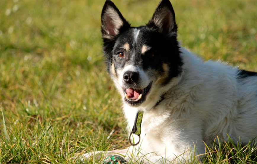 beitragsbild-hund-bonzo-tierschutzliga-dorf Zuhause gefunden - Tierschutzliga Dorf