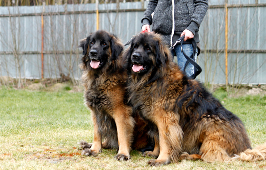 beitragsbild-hund-brisco-baldo-tierschutzliga-dorf Zuhause gefunden - Tierschutzliga Dorf