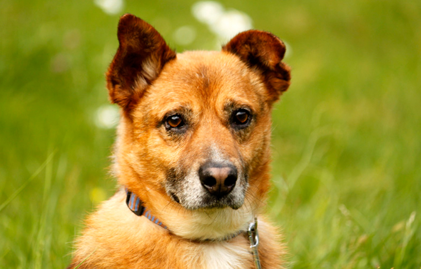 beitragsbild-hund-moritz-tierschutzliga-dorf Zuhause gefunden - Tierschutzliga Dorf