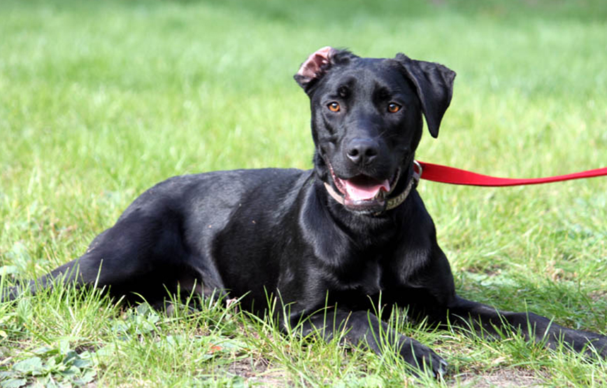 beitragsbild-hund-ozzy-tierschutzliga-dorf Zuhause gefunden - Tierschutzliga Dorf