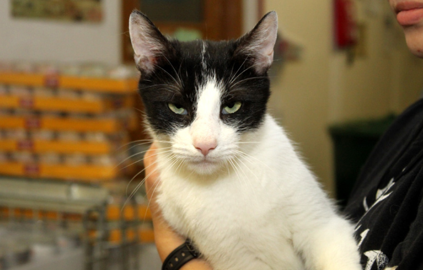 pauline glücklich vermittelt