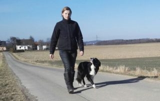 beitragsbild pino hund border collie glücklich