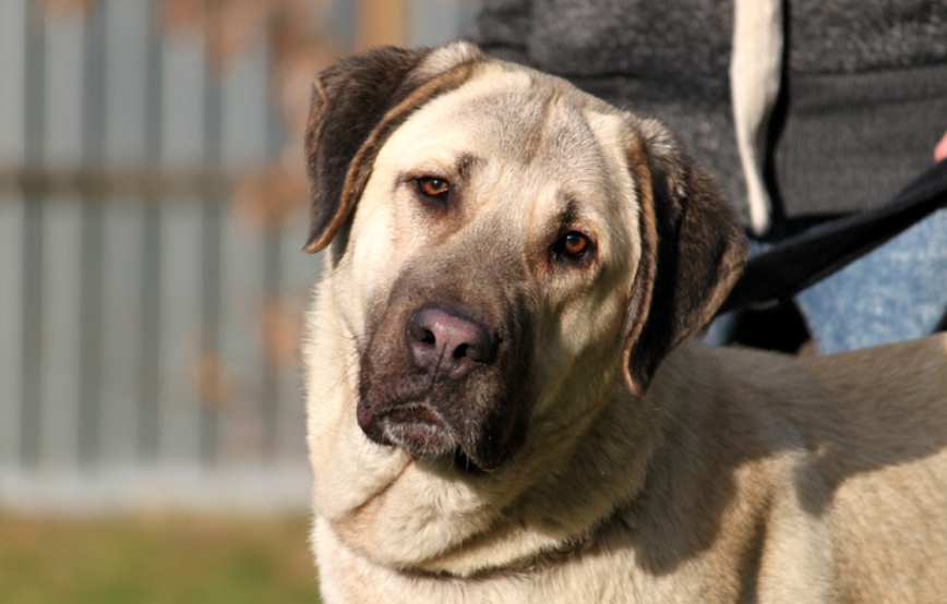 beitragsbild-safira-glücklich-vermittelt Hausmeister gesucht im Tierschutzliga-Dorf