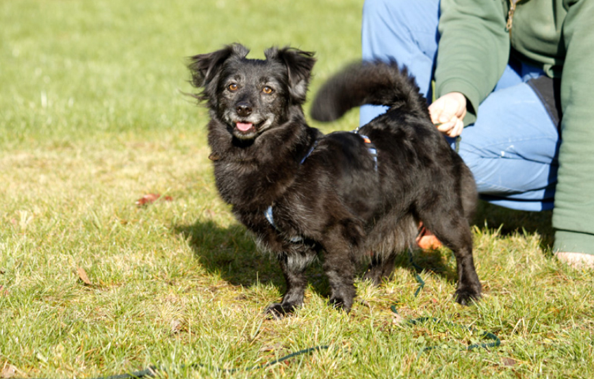 beitragsbild stine glücklich vermittelt