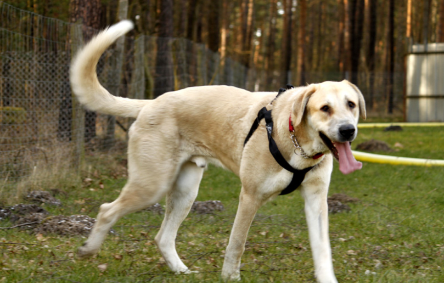 beitragsbild-teddy-glücklich-vermittelt Hausmeister gesucht im Tierschutzliga-Dorf