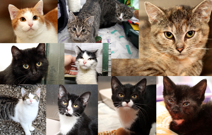 zehn tierkinder glücklich vermittelt