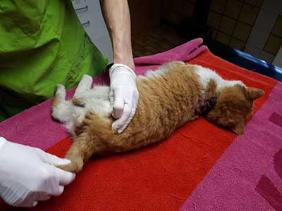 katze-verletzt-behandlung-ärztin Verletzte Katze braucht dringend Behandlung