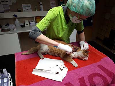katze-verletzt-behandlung Verletzte Katze braucht dringend Behandlung