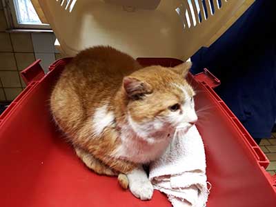 katze-verletzt-korb Verletzte Katze braucht dringend Behandlung